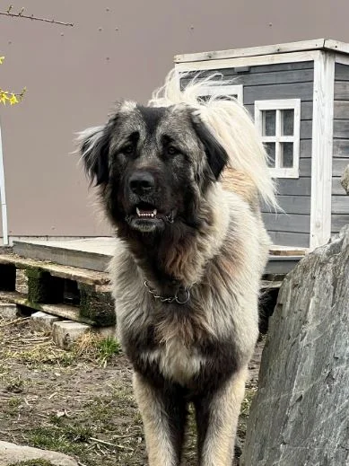 Caucasian Shepherd Dog