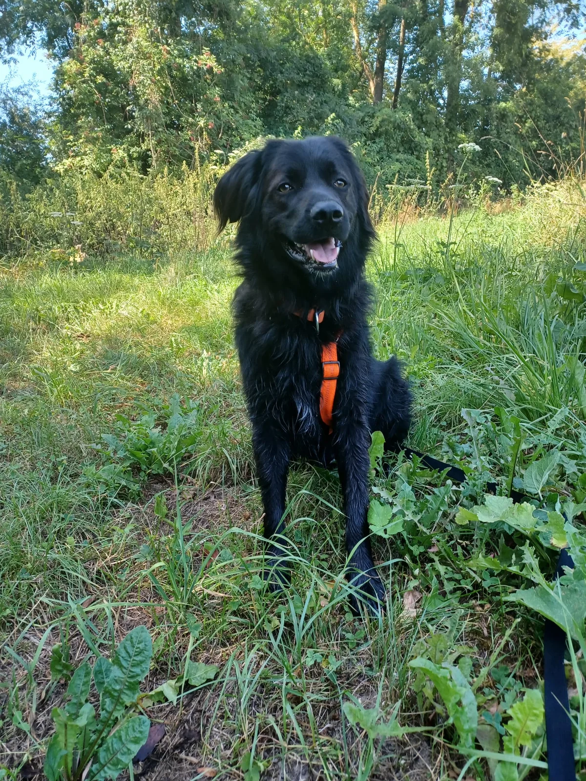 Livestock Guardian Dog