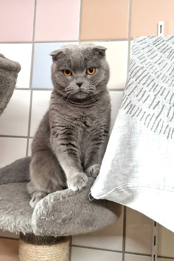Scottish Fold