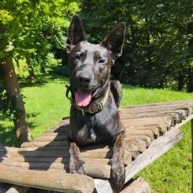 Belgian Malinois