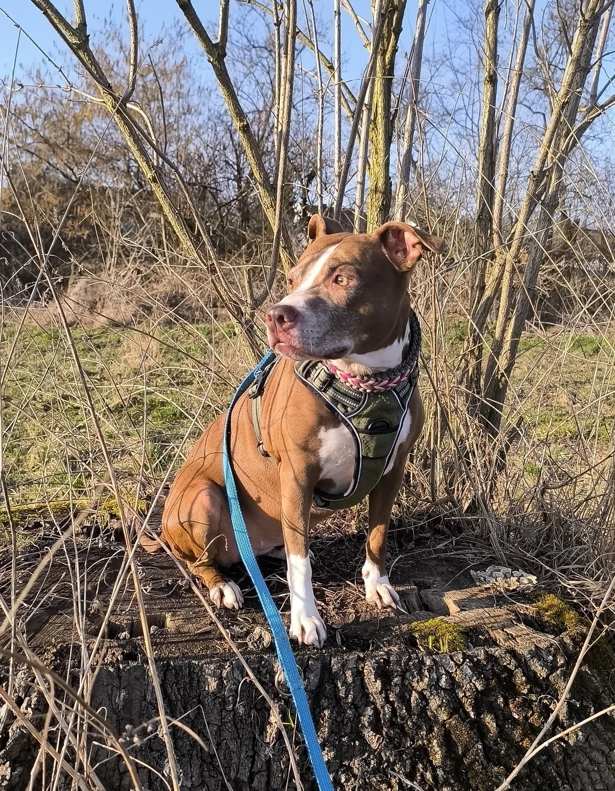 American Staffordshire Terrier