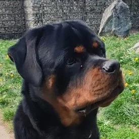 Rottweiler