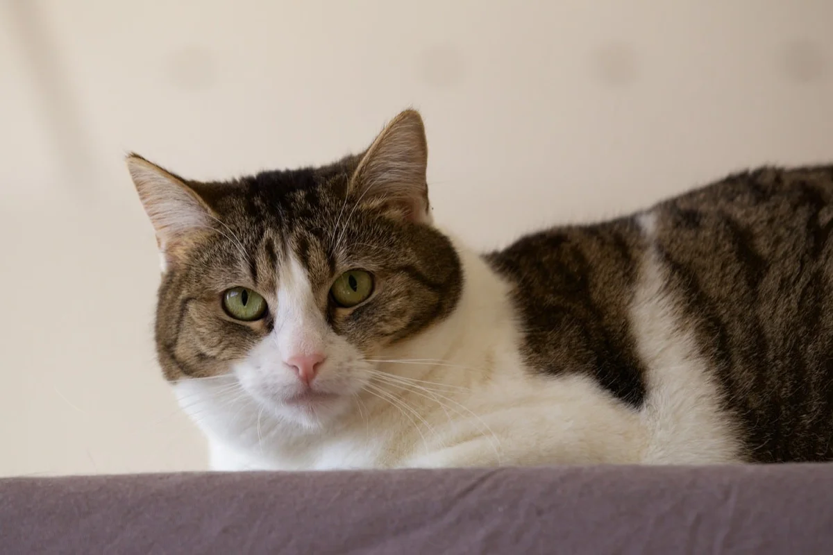 Domestic Shorthair