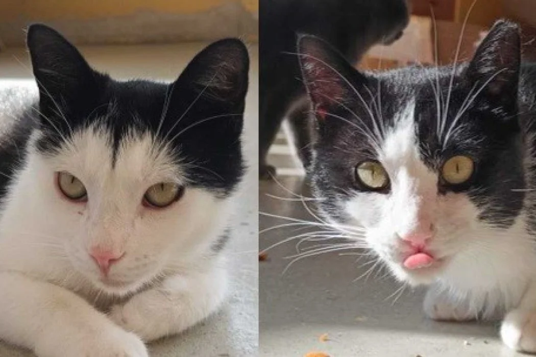 Domestic Shorthair