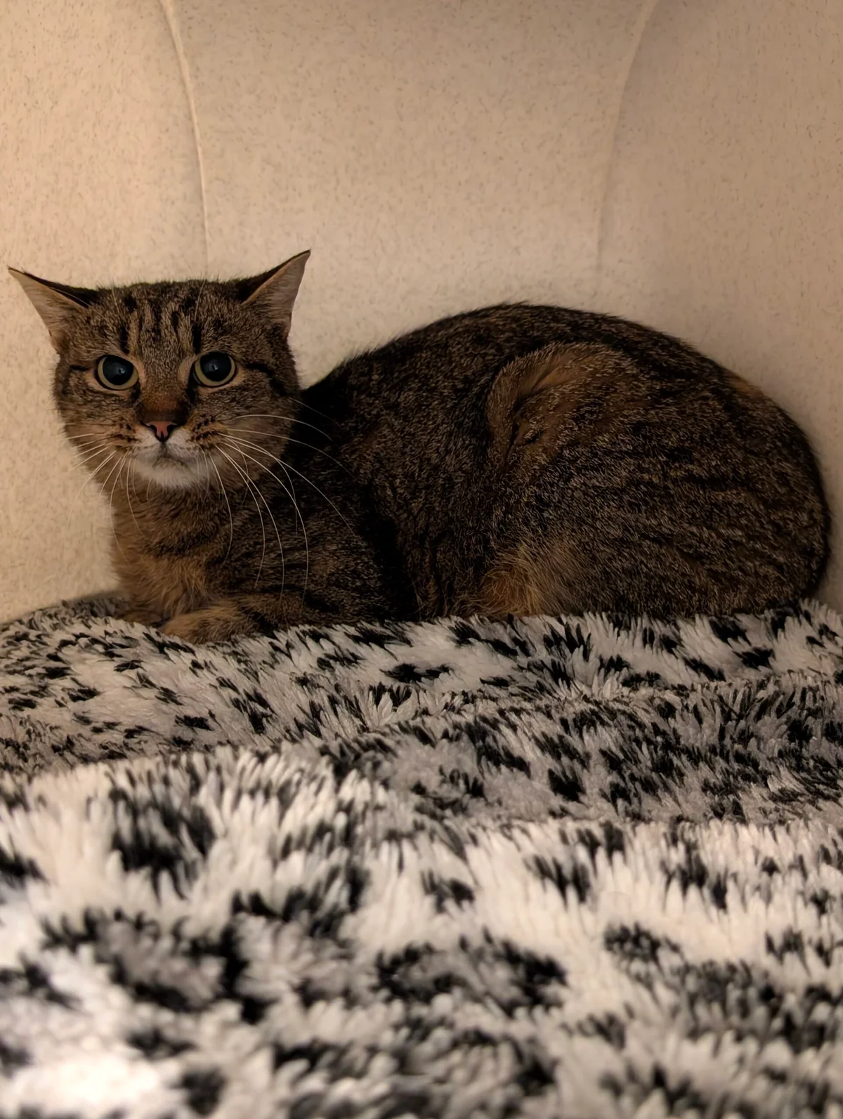 European Shorthair