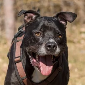 American Staffordshire Terrier