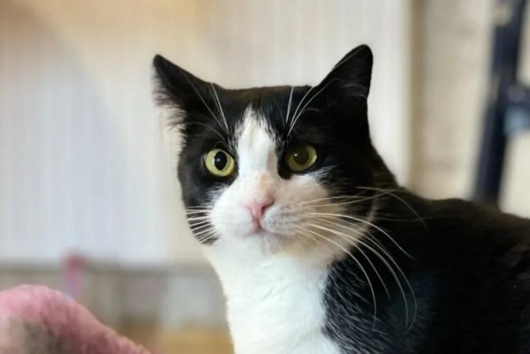 Mixed Breed Cat