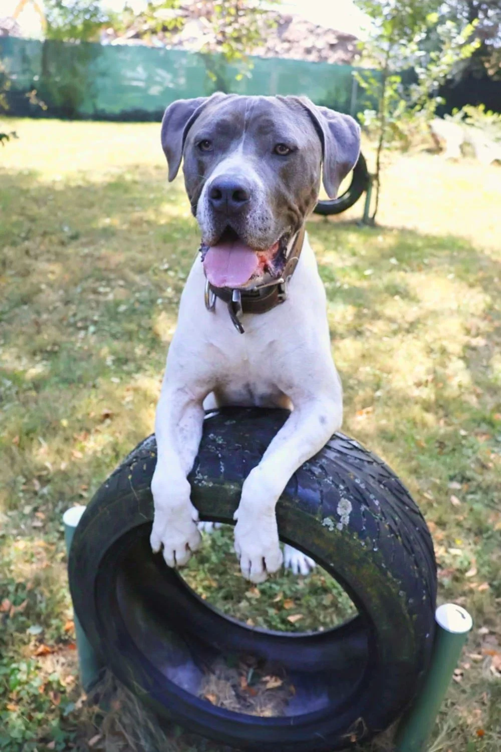 Cane Corso
