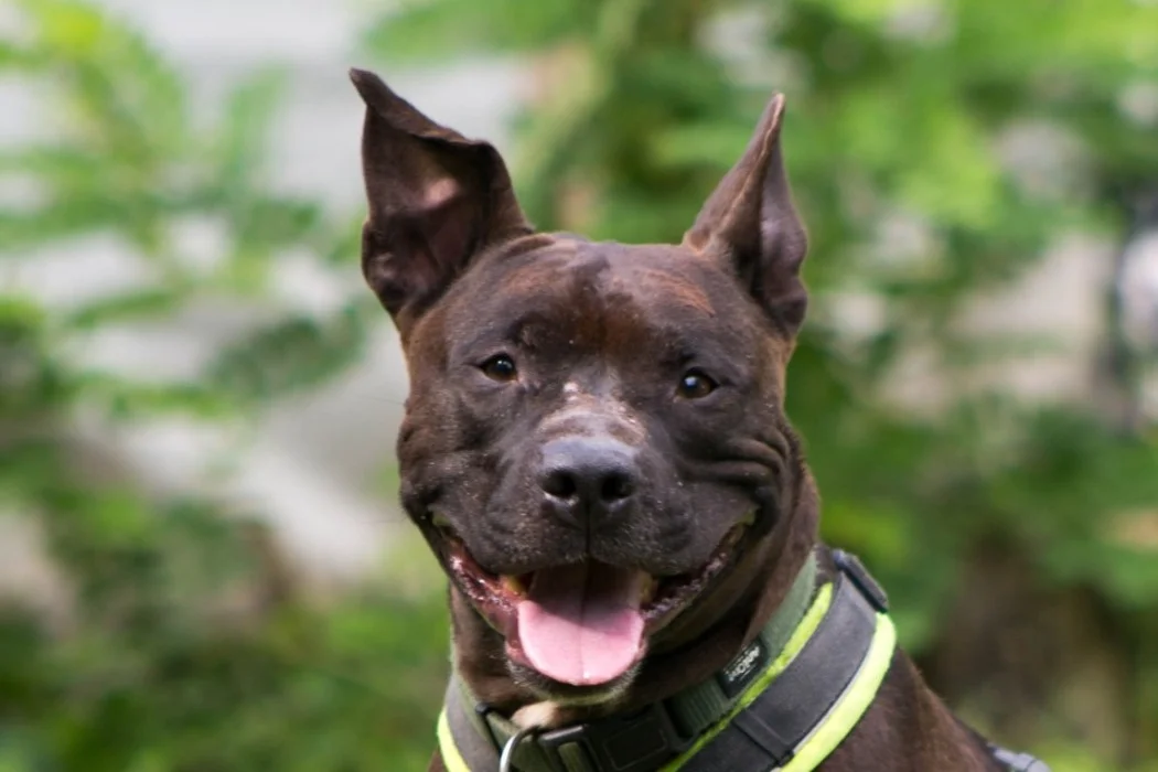Staffordshire Bull Terrier