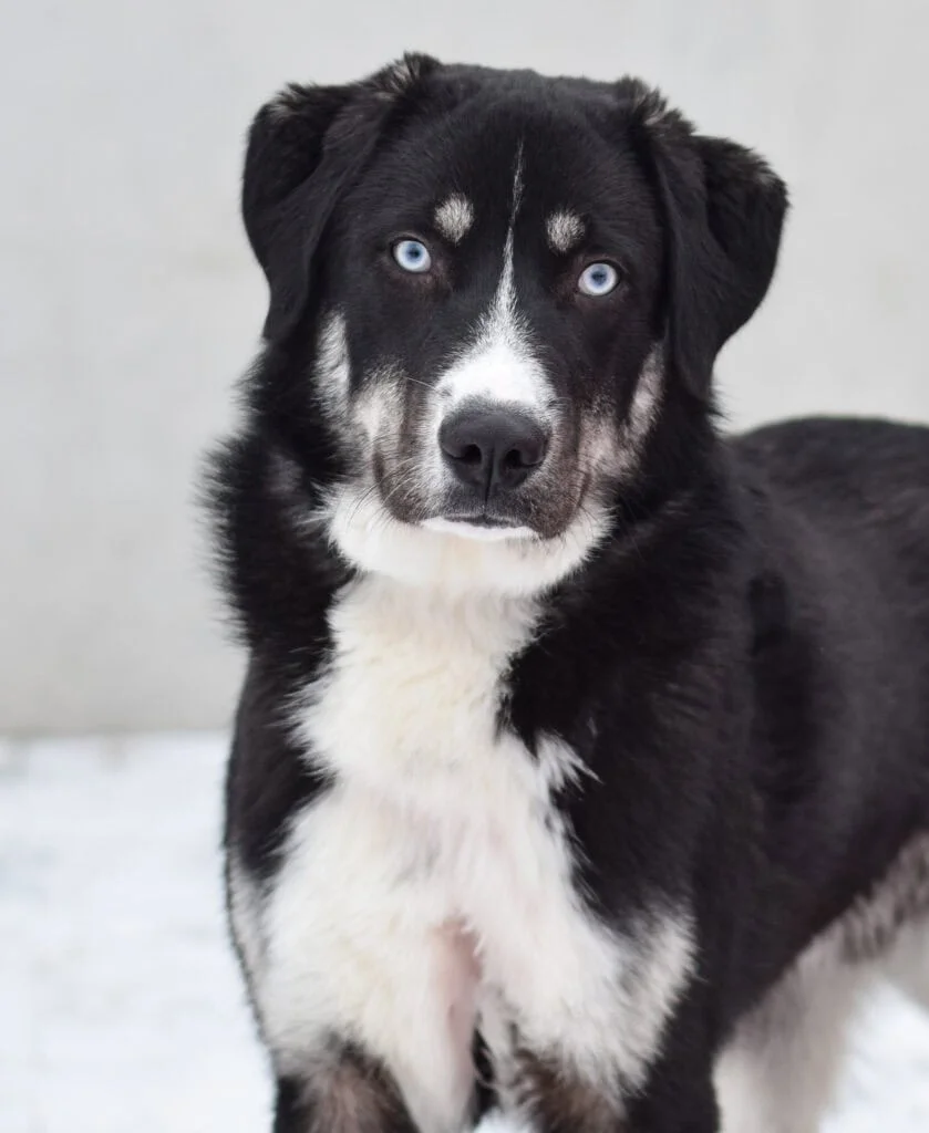 Mixed Breed