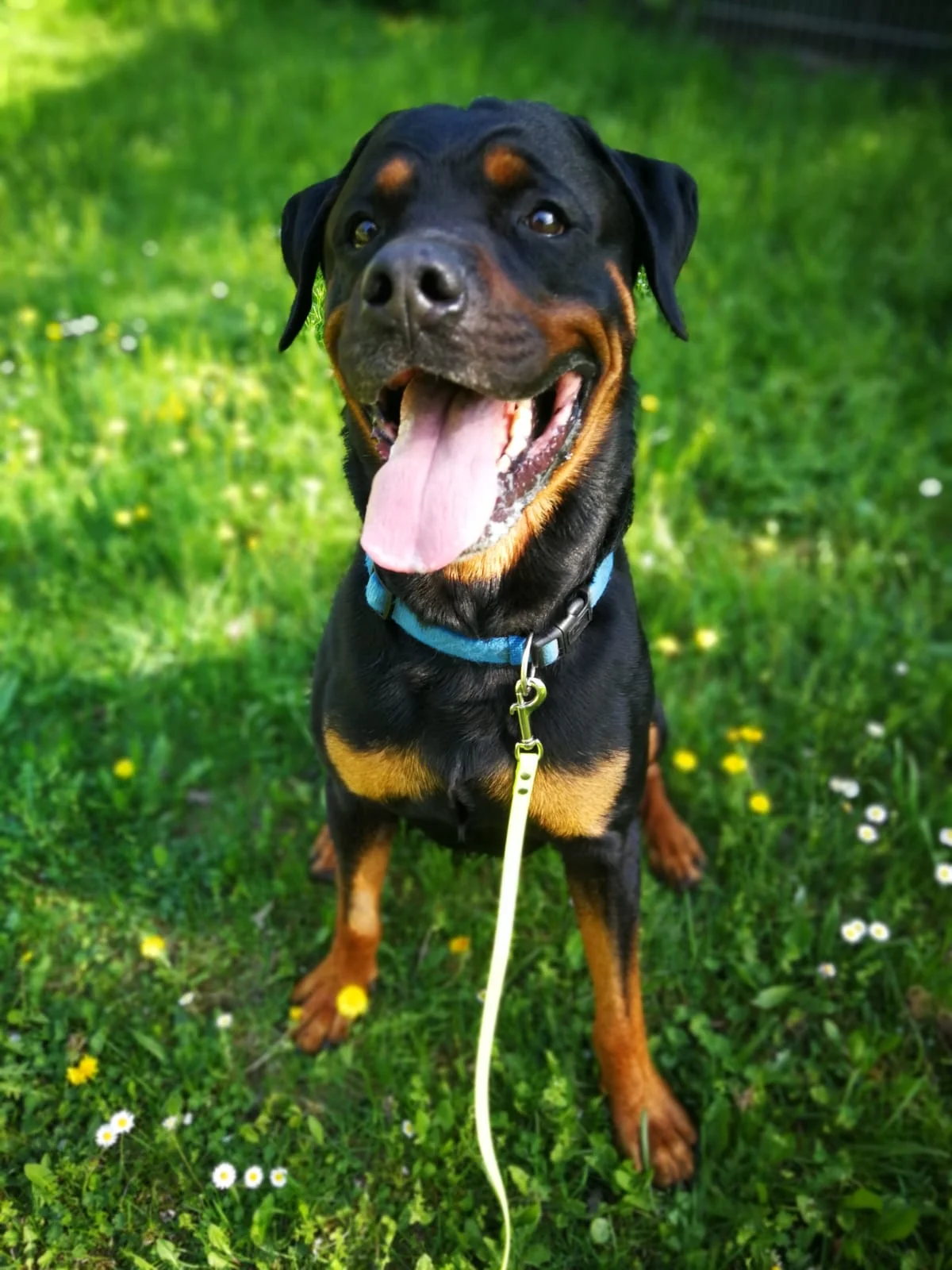 Rottweiler