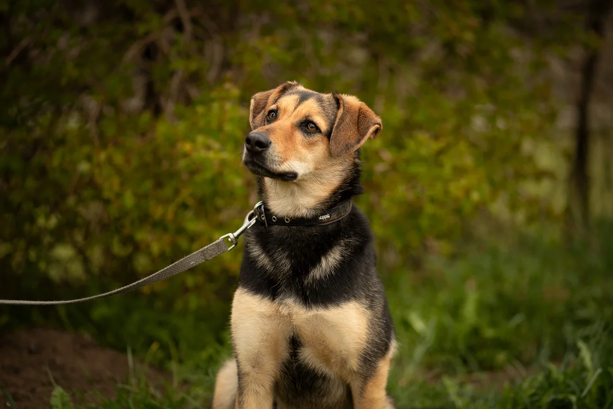 Romanian Street Dog