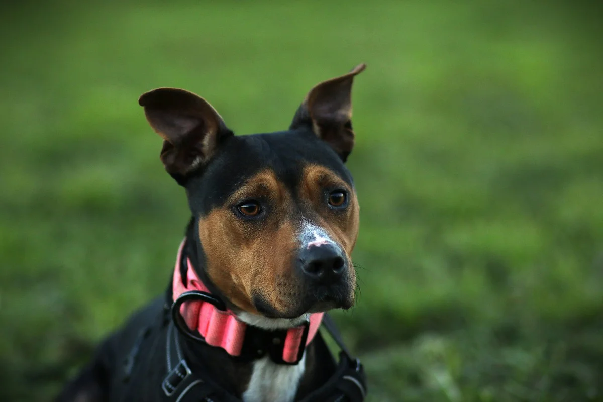 American Pit Bull Terrier