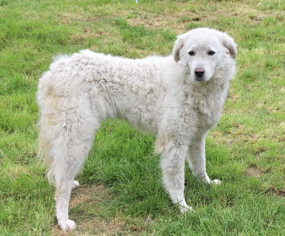 Kuvasz