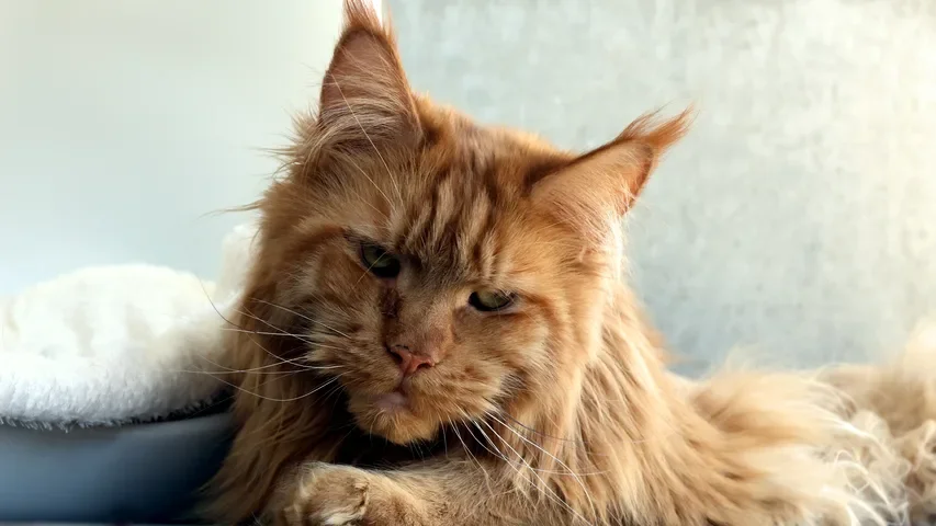 Maine Coon