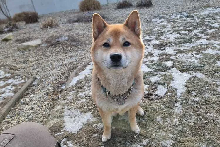 Shiba Inu