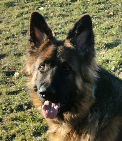 Teddy - ein Schäfer reserviert, adopted