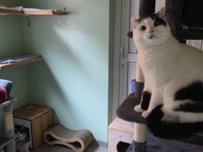 Obelix reserviert, adopted