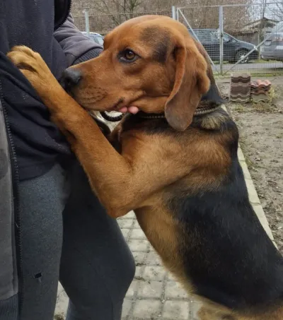 Morgo- ein Katzenfreund reserviert, adopted