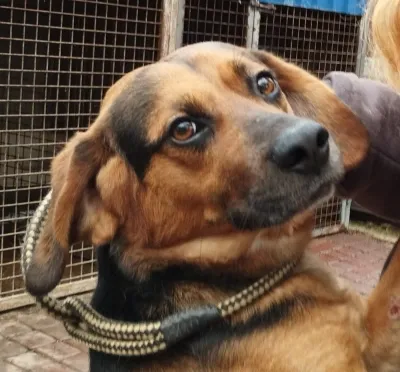 Zokni - ein Katzenfreund reserviert, adopted