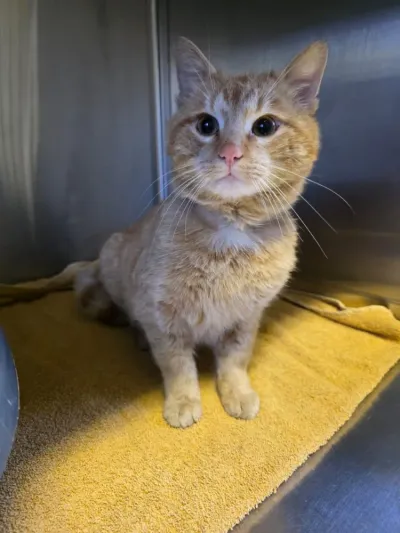 Lumpi reserviert, adopted