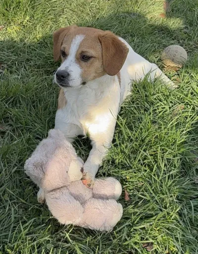 Bobbie reserviert, adopted