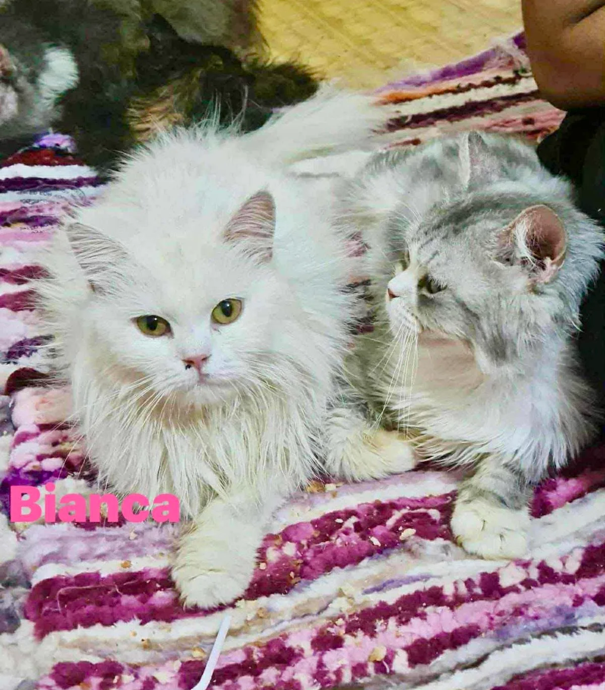 Persian
