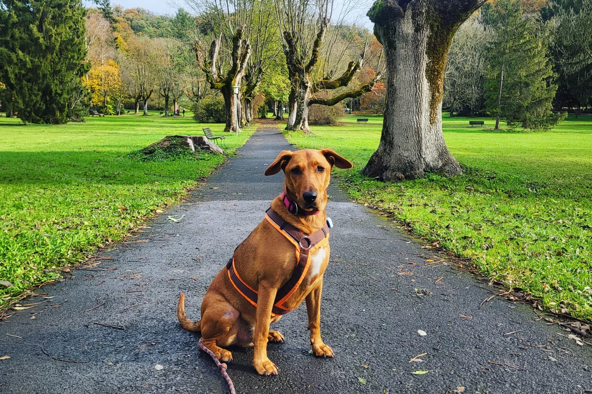 Vizsla