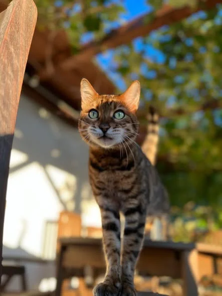 Bengal