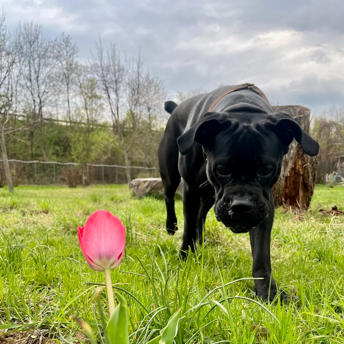 Cane Corso