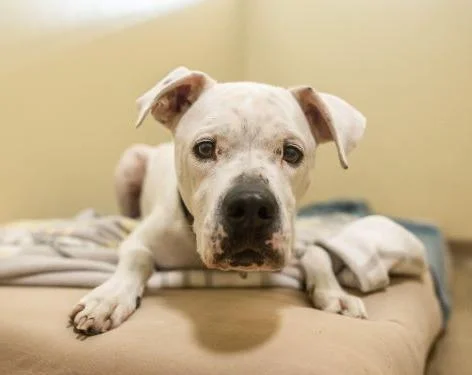 Dogo Argentino