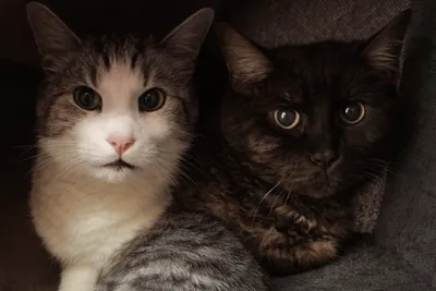 Tomy und Cookie, adopted