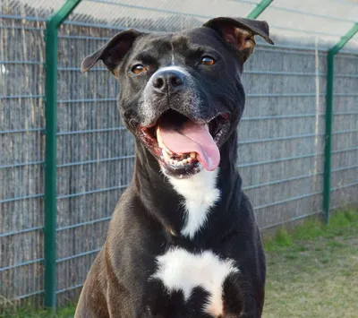 Cookie, adopted