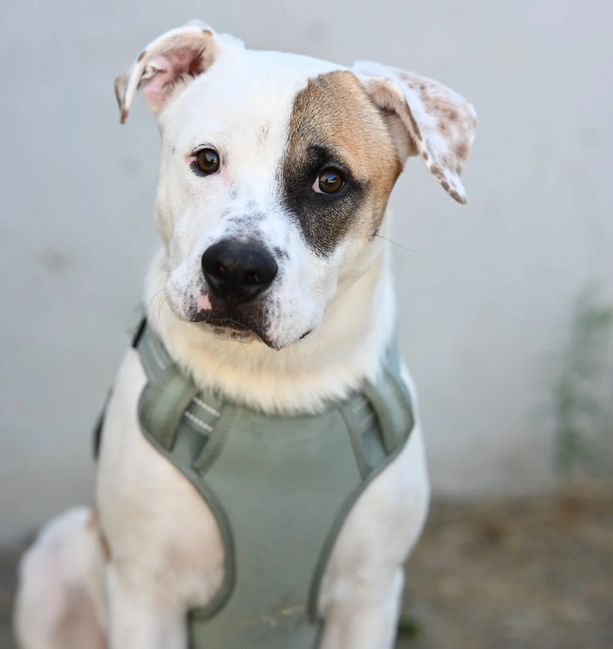 Dogo Argentino