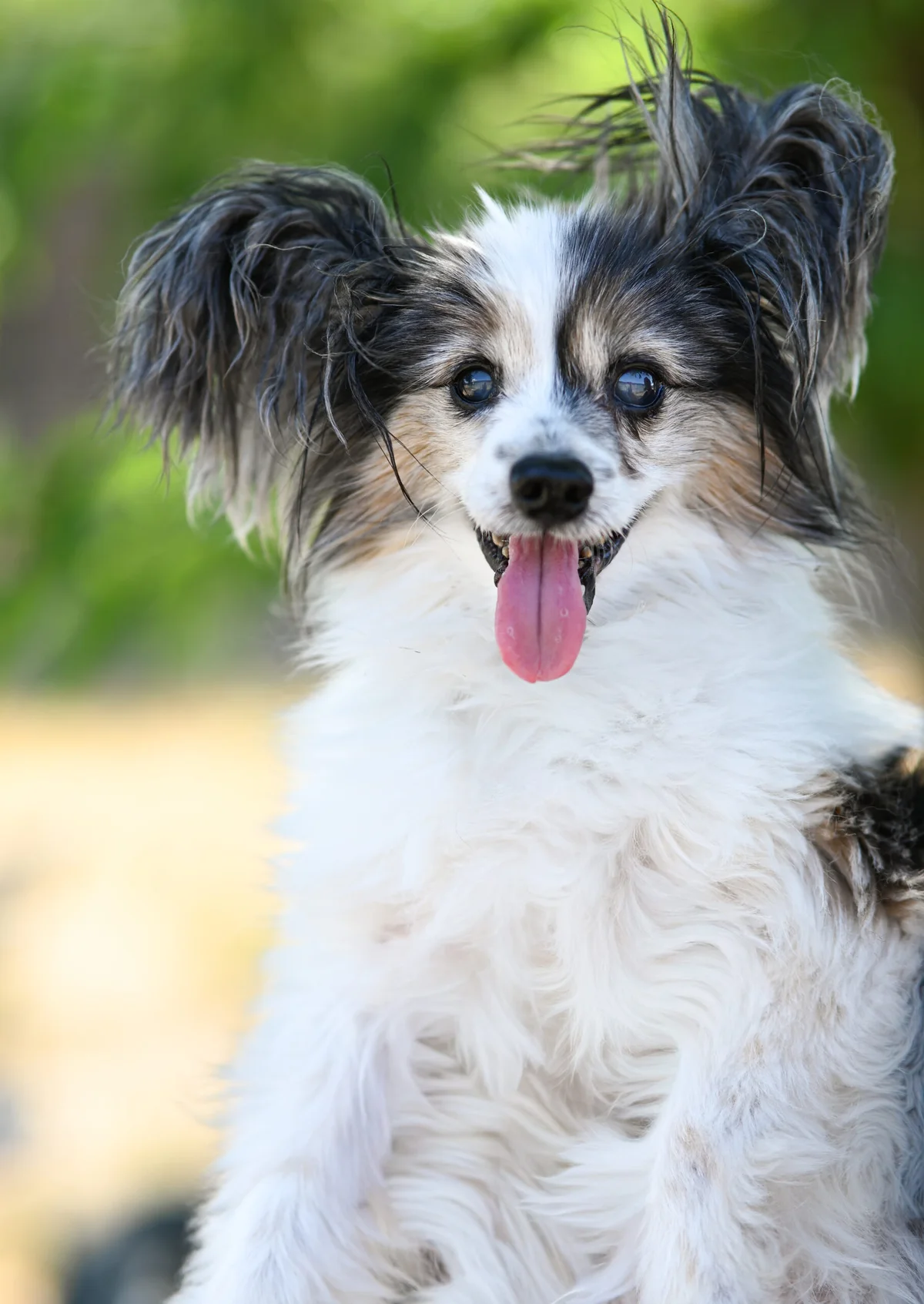 Papillon