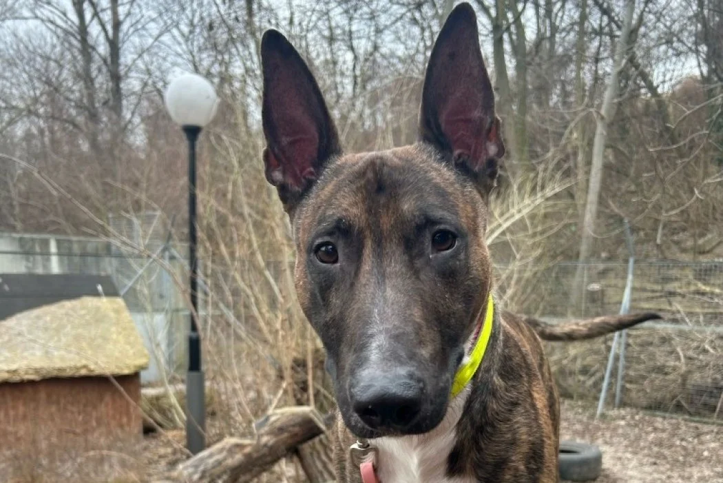 Bull Terrier
