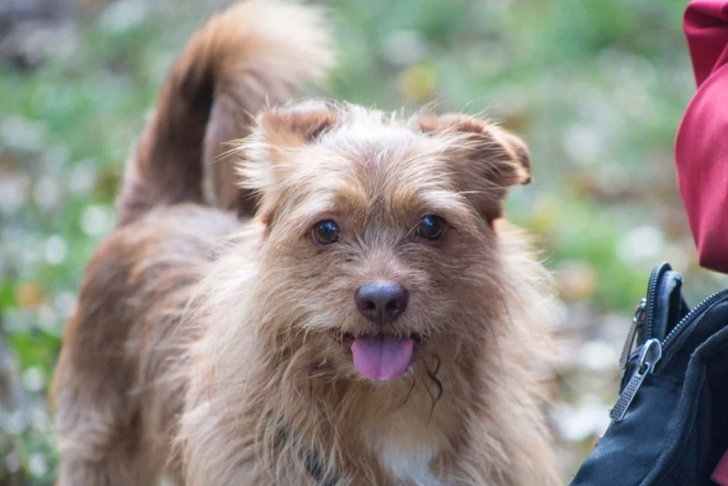 Border Terrier