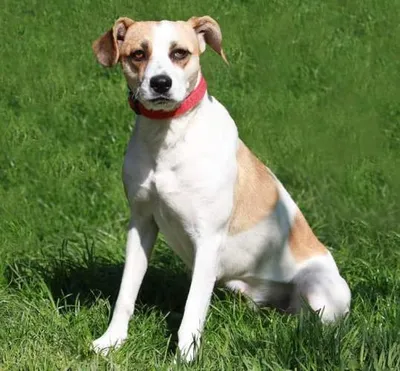 Lucy, adopted