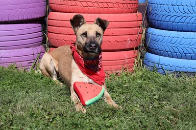 Mila, adopted