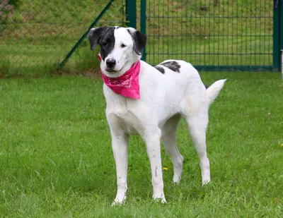 Kimbo, adopted