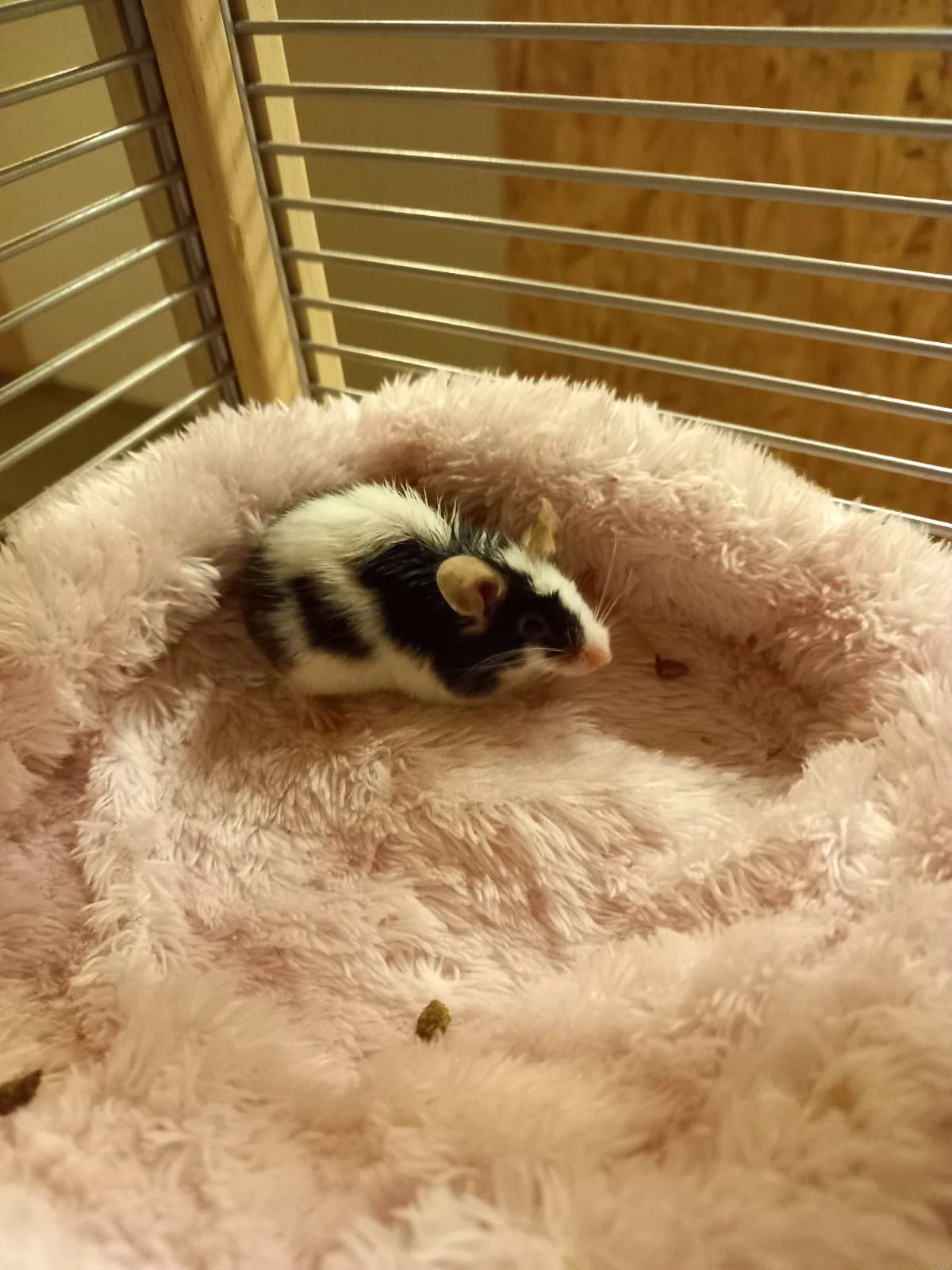 Domestic Mouse