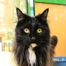 Norwegian Forest Cat