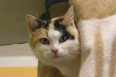 RESERVIERT : Schnurrli, adopted