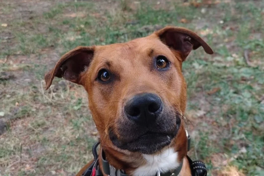 Pit Bull Terrier