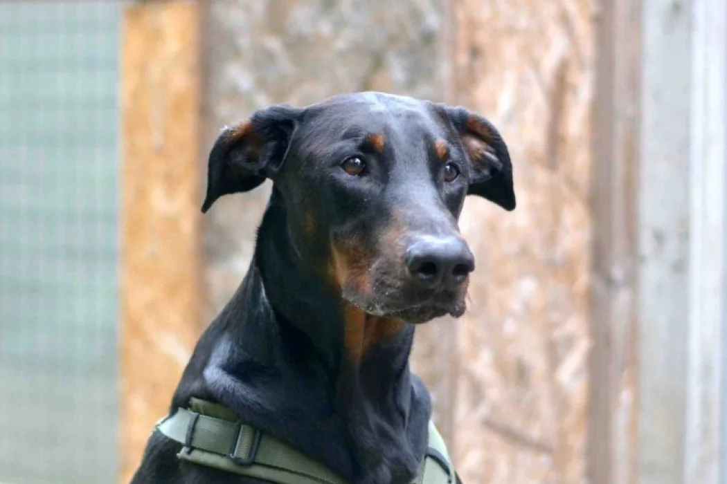 Doberman
