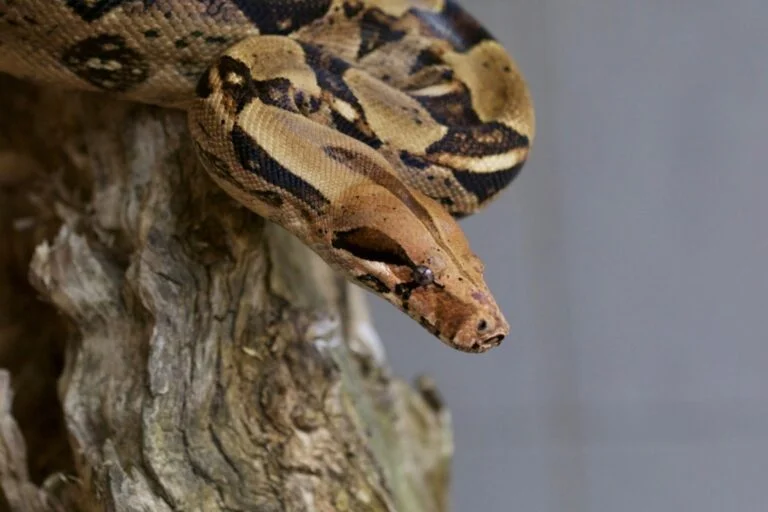 Boa Constrictor