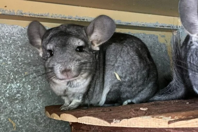 Chinchilla