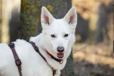 RESERVIERT: Pharao, adopted