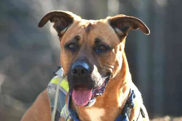 Mixed Breed