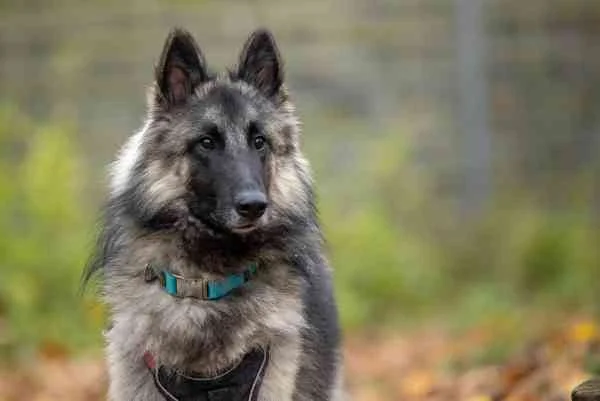 Belgian Tervuren